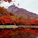 단풍 이미지