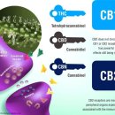 대마 추출물 칸나비노이드(Cannabinoid:CBD)오일.. 이미지