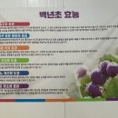 아산 배방 외식하기 좋은 바지락 칼국수 맛집, 백년초 바지락 칼국수
