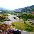 가평금잔디 이미지