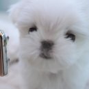 이정훈 강아지 이미지