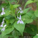 소선암자연휴양림 이미지