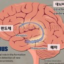 해마수학 네이버블로그