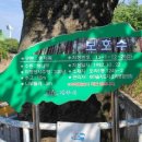 정자나무집 이미지