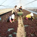 신전원일기 이미지