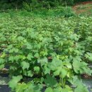 병아리체험농장 민박 이미지