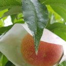 영광농장 이미지