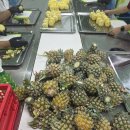 파인애플 이미지