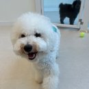 루루퍼피 이미지