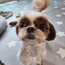 멍살롱 | [송파]석촌동애견미용 강력추천! &#39;살롱드위드멍&#39; 솔직 후기! :)