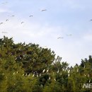 작은백로 이미지