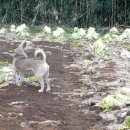 재롱이네 이미지