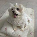 러블리마이펫 | 사계절 사용 가능한 강아지 이불세트 추천｜허그마이펫 토끼자수 낮잠이불 3종세트 리뷰