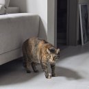 픽업펫 | 고양이 방문 탁묘 와요 펫시터 내돈내산 솔직 후기