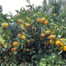 덕문농장 이미지