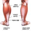 종아리 근육과 건강 - 종아리 마사지 이미지