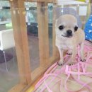 An's 명품펫 애견백화점 이미지