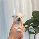 안녕, 내강아지 이미지