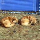 달아실 농원 이미지