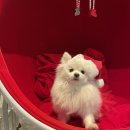 발넷이야 이미지