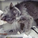 고양이입양소 이미지