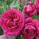 라로즈 데 까트르방-La Rose Des 4 Vents-델바-프랑스 이미지