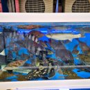 싱싱회 대게왕국 이미지