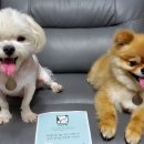 건강한펫 이미지