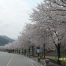 백양사진입로 이미지