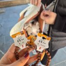용주사 사찰 | 수도권 사찰 화성 용주사 카페화산 애견동반 후기