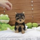 착한애견분양(원주점) 이미지