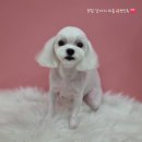뽀도독 이미지
