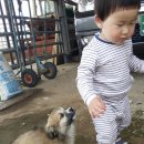 영암통닭