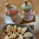 홍산마늘 특대 28접, 중크기 15접 선착순 마감했습니다. 감사합니다! 이미지