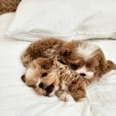 파주켄넬 이미지