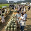 비에이치씨천안수신점 | 수신멜론축제, 기대만큼의 만족을 위한 준비 사항 (천안)