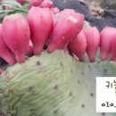 선화농장 이미지