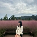 맑은물 사업소 옆 공원 | 창원 마산 ’덕동맑은물플라워가든‘ 핑크뮬리 코스모스 꽃구경 데이트 코스 추천