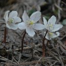 변산바람꽃 이미지