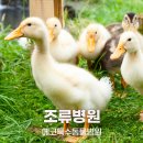 에코동물병원 | 국내 최대 규모 조류병원, 에코특수동물병원의 조류 치료 이야기