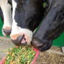 서원목장 이미지