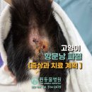 린동물병원 | 린동물병원 :: 고양이 항문낭 파열 치료후기! 아이가 엉덩이를 많이 가려워 한다면?