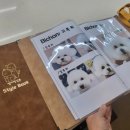 벨라 펫 살롱 이미지