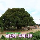 장흥군관산읍삼산보건진료소 | (장흥여행)여행의 쉼(休)이 있는 천연기념물 제481호 삼산리 후박나무