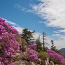 진달래화원 이미지