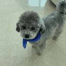 젤스타 이미지
