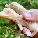 (주)알비노 이미지