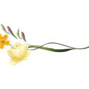 얌플레이트 이미지