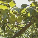 와라농장 이미지