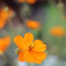 만발목장 이미지